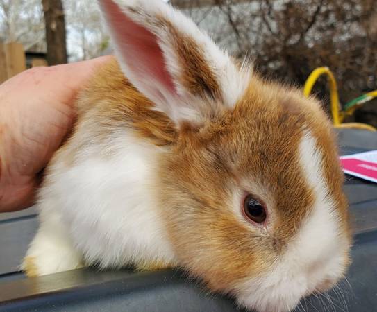 Holland lop bunny rabbits