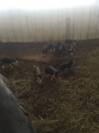 Purebred Berkshire Pigs