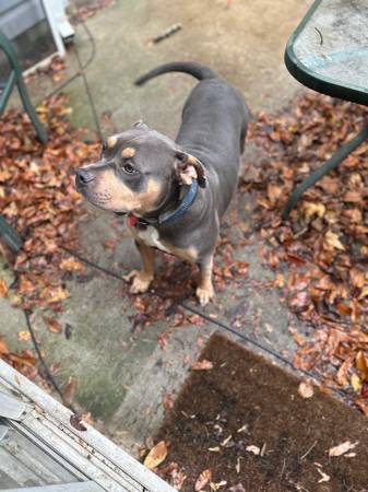 Tri Color Male American Bulldog