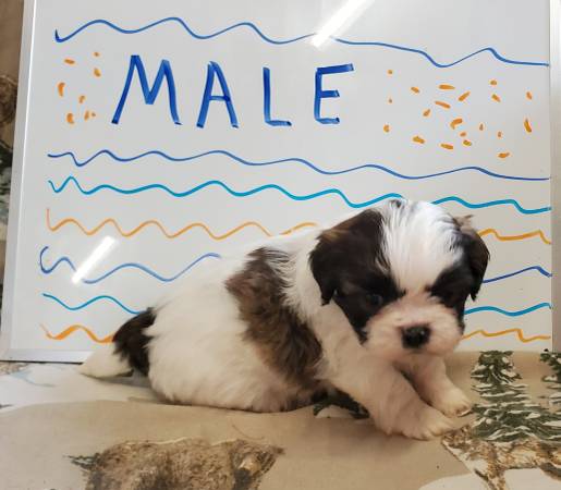 CKC REGISTERED SHIH TZU