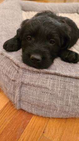 Labradoodle puppy