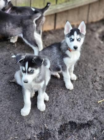 Husky/Malamute pups