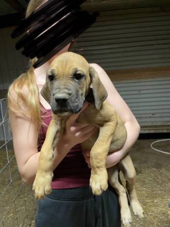 Great Dane puppy’s