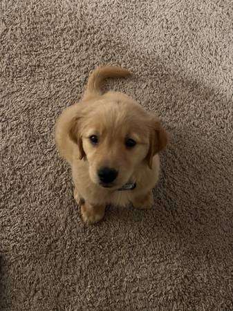 Golden Retreiver Puppy