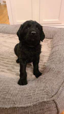 Labradoodle puppy