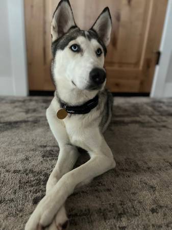 2 year old Siberian Husky