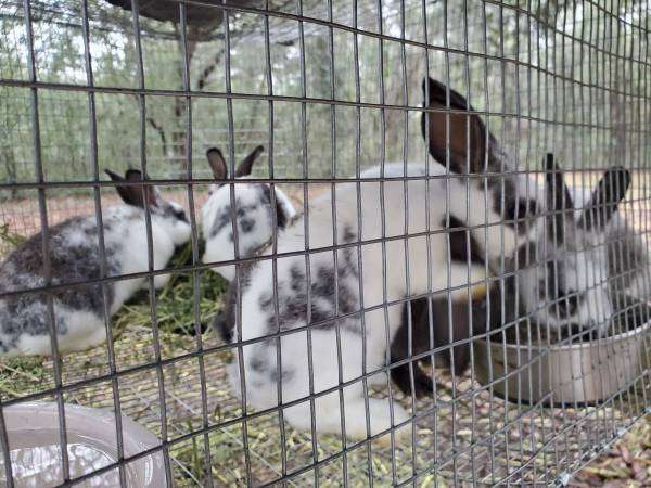 New Zealand Rabbits 20$ each