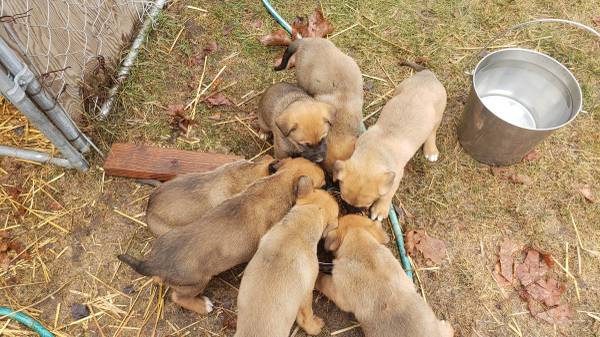 german shepherd/ boxers puppies 6 weeks old