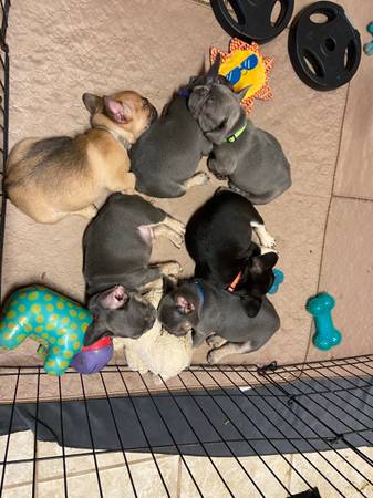 AKC French Bulldog Puppies