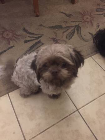 Charley (male shihtzu)