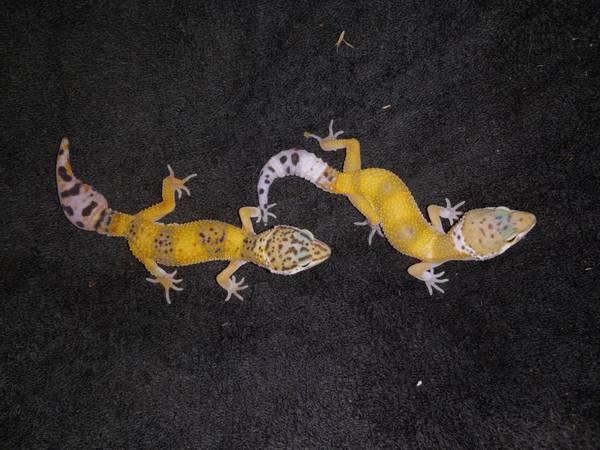 Juvenile Leopard Geckos