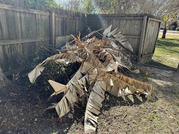 Haul Off Shrubs and Small Tree Branches