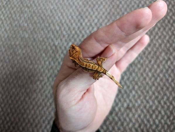 Crested Gecko Hatchlings