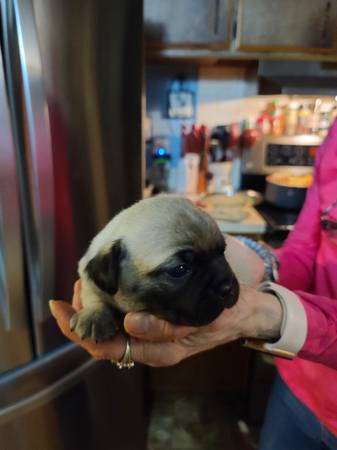 Chug Puppies