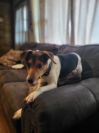 Male rat terrier