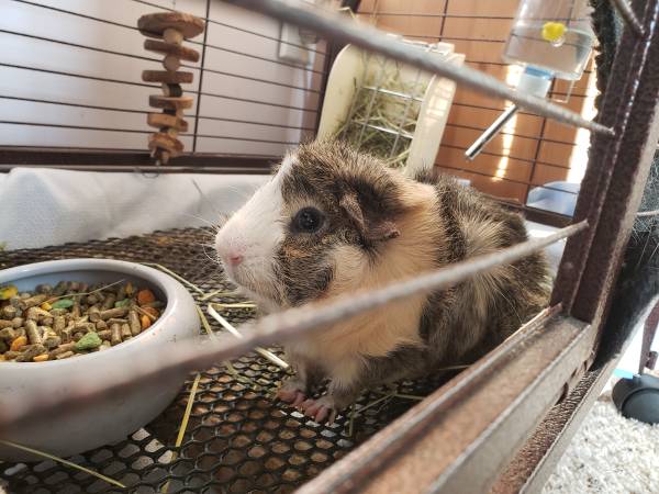 Guinea pig rehoming