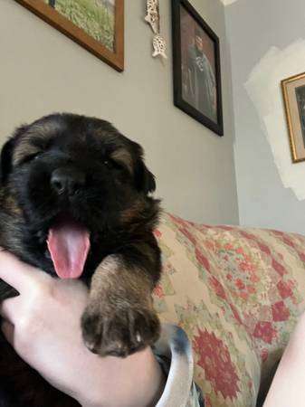 AKC registered German Shepherd Puppies