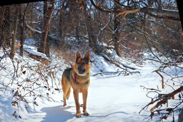 *** AKC, German, shepherds***