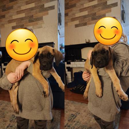 English mastiff puppies