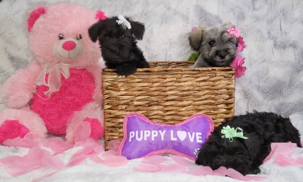 Full Breed Miniature Schnauzers