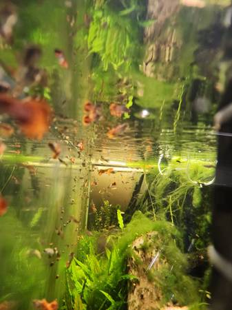 aquarium fish and plants for re- homing