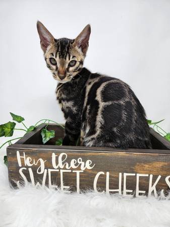 Bengal kittens ready to go home!!