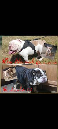 English bulldog rehoming