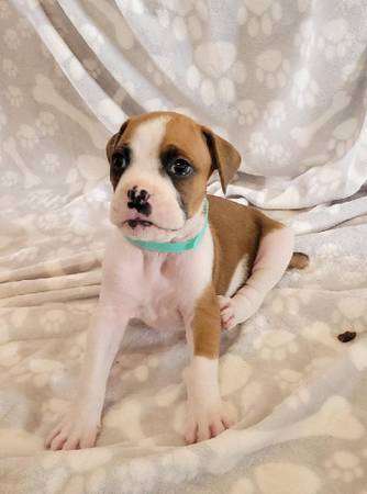 Boxer Puppies