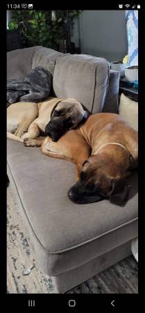 English mastiff puppies