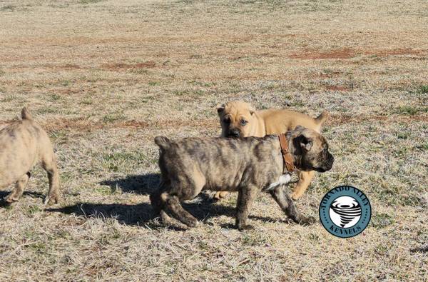 Cane Corso