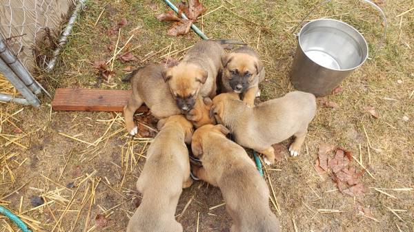 german shepherd/ boxers puppies 6 weeks old