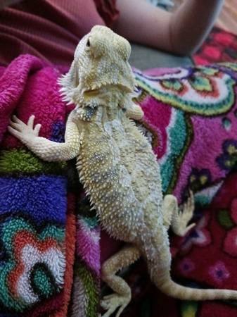 8 month old Female Hypo Bearded Dragon With setup