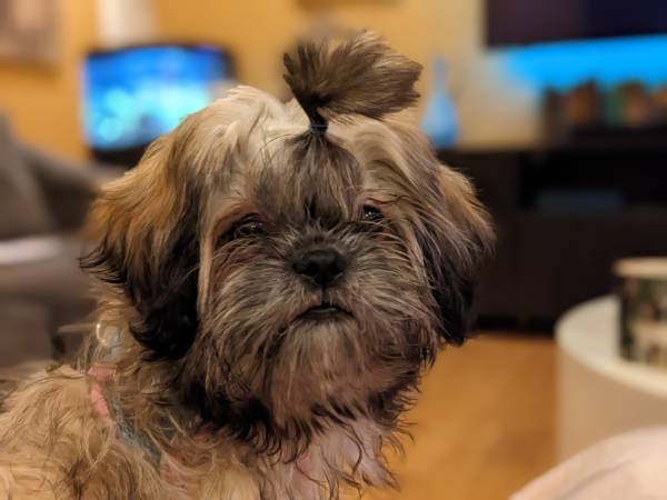 Purebred Shih Tzu Female 5 months