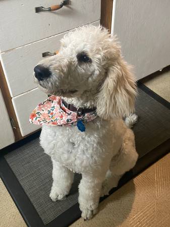 AKC female standard poodle female