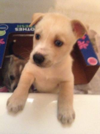 1 boy Siberian Husky puppy 5 weeks old Valentine’s gift