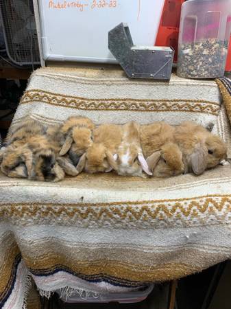 holland lop bunnies rabbits