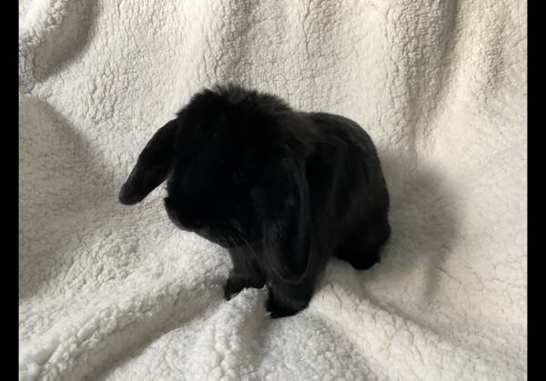 Holland Lop – $30