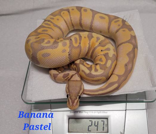 Rehoming ball pythons