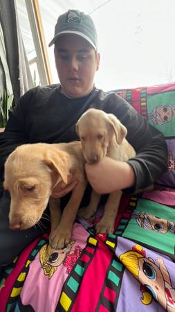 yellow labs, puppies