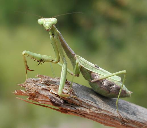 5 Praying Mantis Egg + FREE Hatching Habitat Bag