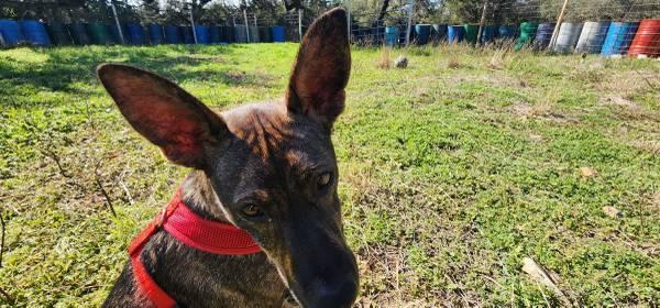 Dutch Shepherd/mix Puppy, female