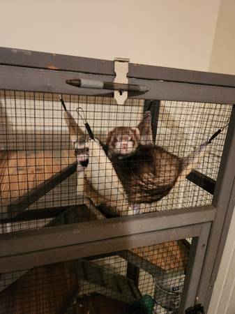 Friendly Pair of Ferrets for Rehoming