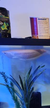 silver and albino arowanas