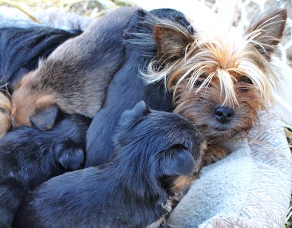 CKC registered yorkies