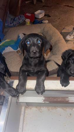 Aussie/Retriever Puppies