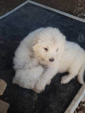 Great pyrenees puppies $150