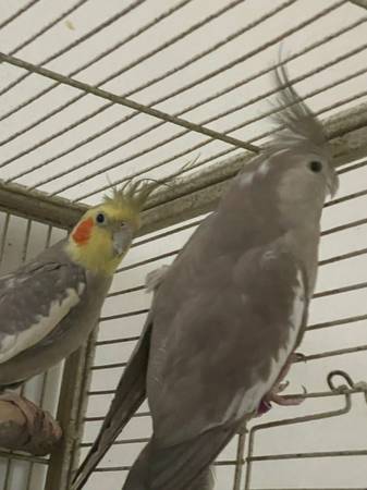 cockatiel pairs