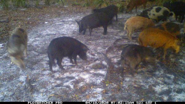 Florida wild boar and gator