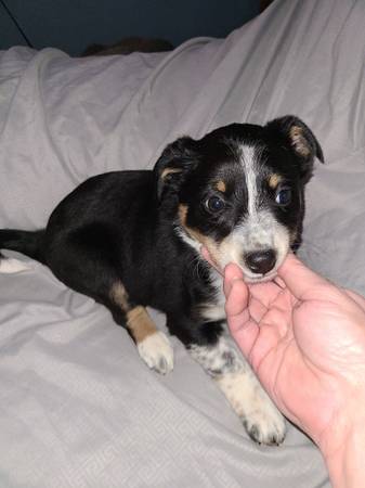 corgi mixes