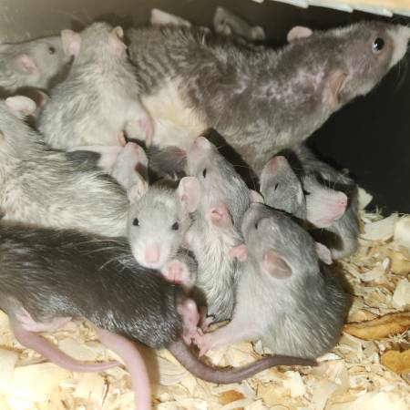 Baby Rats